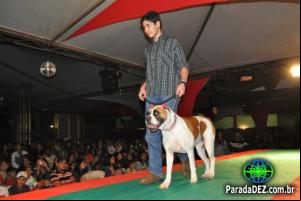 II Pronto Vet Fashion