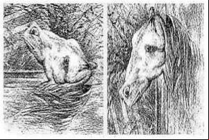 Sapo ou Cavalo? Incrível, mas é a mesma imagem!