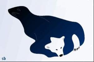Um urso ou uma foca?
